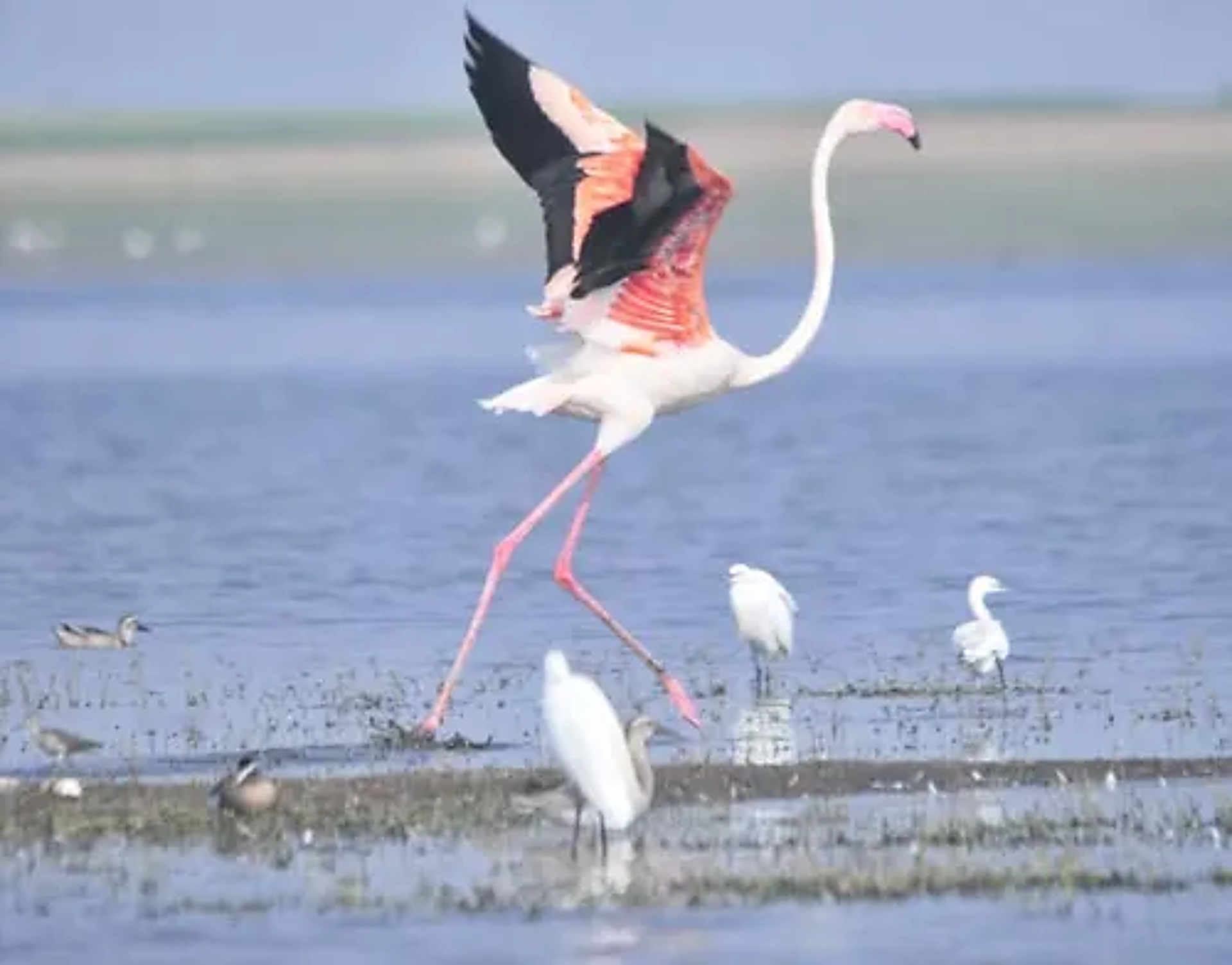 Bird Watching - Quiet observation areas near natural bird habitats - 2