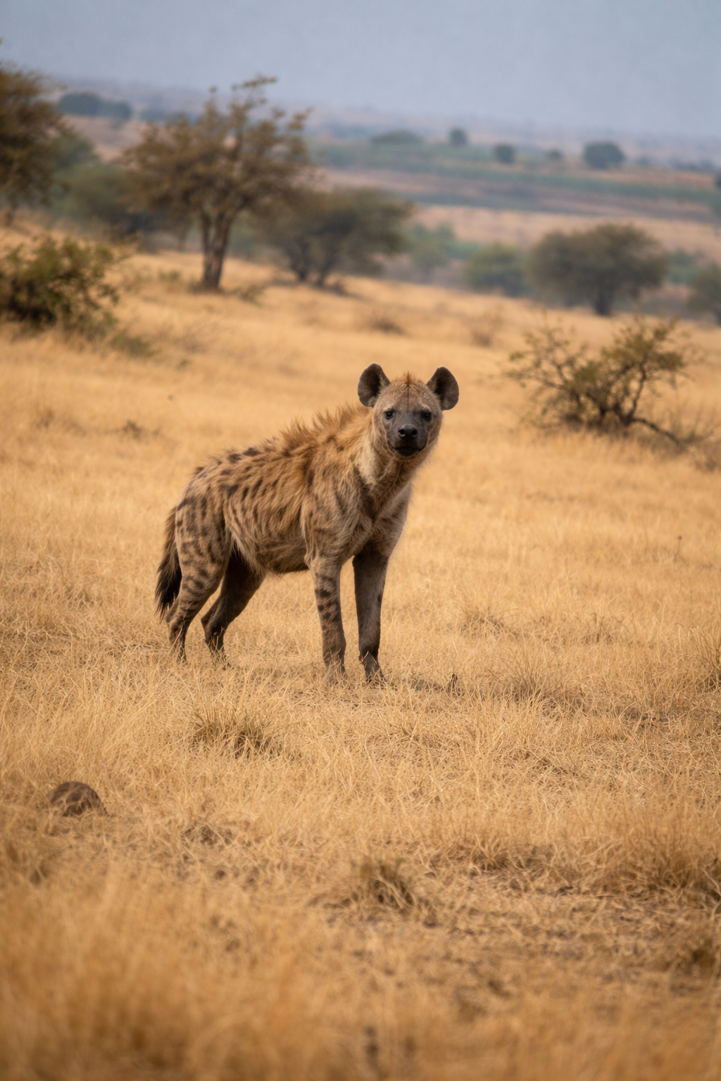 Forest Safari - Guided walking trails across open grassland terrain at The Silent Club - 1