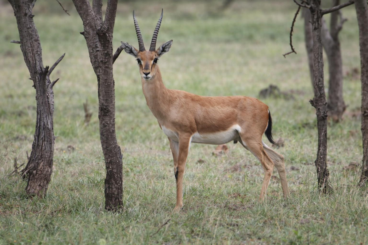 Forest Safari - Guided walking trails across open grassland terrain at The Silent Club - 2